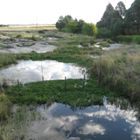 Bossie Spruit1